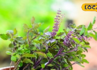 तुलसी का अचानक उगना या मुरझाना, भविष्य के लिए है संदेश, देवघर के ज्योतिषी से जानें इसके रहस्य