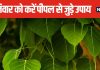 दुखों का लगा है अंबार, शनिवार के दिन जरूर करें पीपल से जुड़े ये उपाय, इस मंत्र जाप से मिटेंगे कष्ट