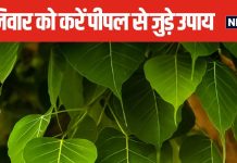 दुखों का लगा है अंबार, शनिवार के दिन जरूर करें पीपल से जुड़े ये उपाय, इस मंत्र जाप से मिटेंगे कष्ट