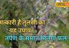 पितरों के श्राद्ध में जरूर करें तुलसी का ये गजब का उपाय, खुश होंगे पितृ