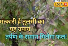 पितरों के श्राद्ध में जरूर करें तुलसी का ये गजब का उपाय, खुश होंगे पितृ