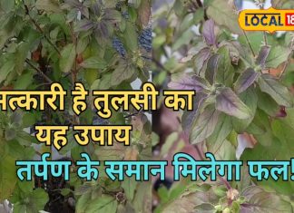 पितरों के श्राद्ध में जरूर करें तुलसी का ये गजब का उपाय, खुश होंगे पितृ