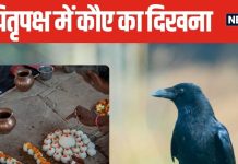 पितृ पक्ष में कौए का घर में आना किस बात का संकेत? पानी पीते देखना भी विशेष, माना जाता है पितरों का संदेश