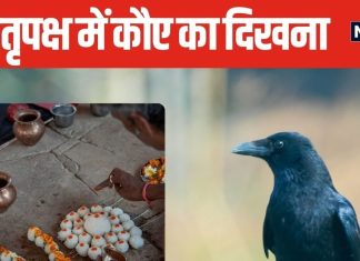 पितृ पक्ष में कौए का घर में आना किस बात का संकेत? पानी पीते देखना भी विशेष, माना जाता है पितरों का संदेश