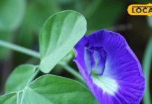 बेहद चमत्कारी है स्वर्ग से आया यह फूल, घर में लगाने से मिलती है सफलता, होती है धन वर्षा!