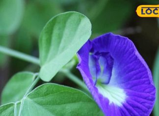 बेहद चमत्कारी है स्वर्ग से आया यह फूल, घर में लगाने से मिलती है सफलता, होती है धन वर्षा!