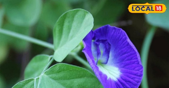 बेहद चमत्कारी है स्वर्ग से आया यह फूल, घर में