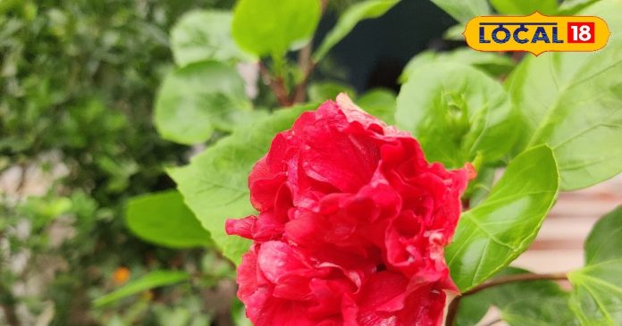 मां दुर्गा का बहुत प्रिय हैं ये फूल, नवरात्रि के