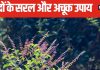 मां लक्ष्मी का प्रतीक हैं तुलसी, भादो में पूजा के साथ इन 4 चीजों को करें अर्पित, खत्म होगी धन से जुड़ी समस्या