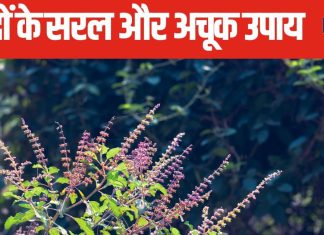 मां लक्ष्मी का प्रतीक हैं तुलसी, भादो में पूजा के साथ इन 4 चीजों को करें अर्पित, खत्म होगी धन से जुड़ी समस्या