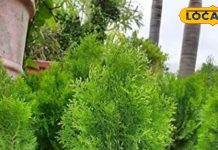 ये पौधा लगाने से परिवार में रहती है खुशहाली, घर में नहीं होती धन की कमी!