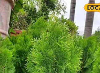 ये पौधा लगाने से परिवार में रहती है खुशहाली, घर में नहीं होती धन की कमी!