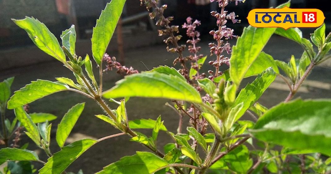 रामा और श्यामा तुलसी में क्या होता है अंतर? जानिए इनका धार्मिक और औषधीय महत्व