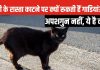 रूक जाओ! बिल्ली ने रास्ता काट दिया… अब कौन मानता है ये अंधविश्वास? लेकिन जरूर जान लें इसके पीछे की साइंस