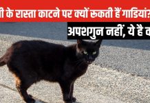 रूक जाओ! बिल्ली ने रास्ता काट दिया… अब कौन मानता है ये अंधविश्वास? लेकिन जरूर जान लें इसके पीछे की साइंस