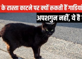 रूक जाओ! बिल्ली ने रास्ता काट दिया… अब कौन मानता है ये अंधविश्वास? लेकिन जरूर जान लें इसके पीछे की साइंस