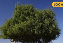 वैदिक यज्ञ में प्रयोग किया जाता है ये पेड़, इसके पत्ती, फल, जड़, बहुत उपयोगी