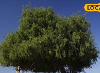 वैदिक यज्ञ में प्रयोग किया जाता है ये पेड़, इसके पत्ती, फल, जड़, बहुत उपयोगी