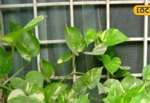 शुक्र ग्रह का प्रतीक माना जाता है ये पौधा, इस दिन भूलकर भी ना करें कटिंग