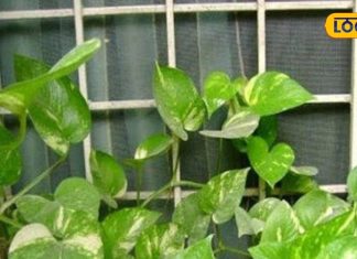 शुक्र ग्रह का प्रतीक माना जाता है ये पौधा, इस दिन भूलकर भी ना करें कटिंग