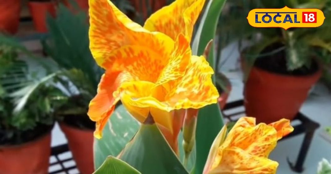 करामाती पौधा, मां लक्ष्मी का होता है वास, घर में