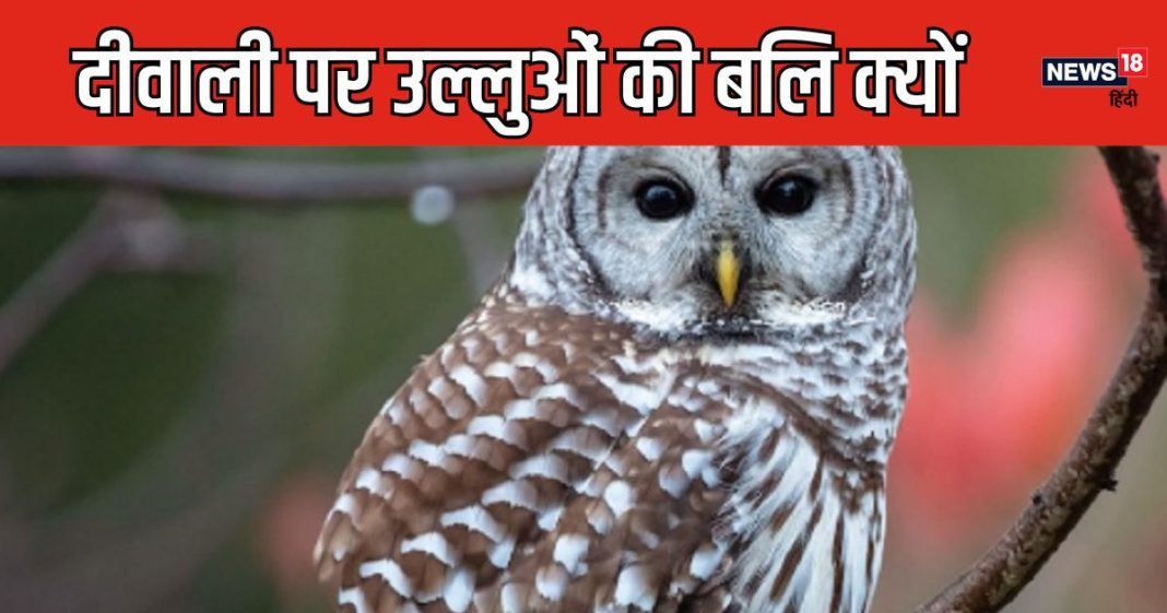 क्यों दीवाली पर 10 से 50 हजार रुपयों में बिकते
