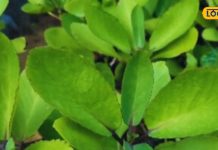 आपके घर में मौजूद ये पौधा किडनी पथरी का कर सकता है इलाज