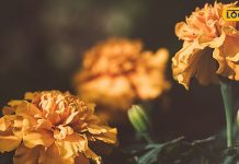 बालों के लिए किसी औषधि से कम नहीं गमले का ये ऑरेंज फूल, डैंड्रफ से लेकर बालों की रीग्रोथ तक में कारगर