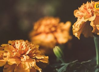 बालों के लिए किसी औषधि से कम नहीं गमले का ये ऑरेंज फूल, डैंड्रफ से लेकर बालों की रीग्रोथ तक में कारगर