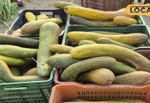 सिर्फ 25 दिनों के लिए ही मंडियों में आती है ये ककड़ी, गजब के हैं इसके चमत्कारी फायदे – Bharat.one हिंदी