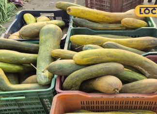 सिर्फ 25 दिनों के लिए ही मंडियों में आती है ये ककड़ी, गजब के हैं इसके चमत्कारी फायदे – Bharat.one हिंदी