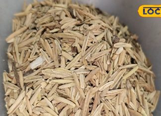 पेट और पथरी संबंधी समस्याओं में चमत्कारी है ये औषधि, जानें इसको अनेकों फायदे