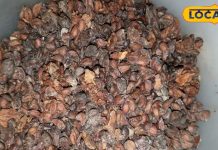 गजब के हैं बिही दाना औषधि के फायदे, कोलेस्ट्रॉल से लेकर इन्फेक्शन तक कारगर; जानें कैसे करें सेवन – Bharat.one हिंदी