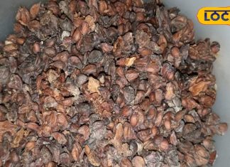 गजब के हैं बिही दाना औषधि के फायदे, कोलेस्ट्रॉल से लेकर इन्फेक्शन तक कारगर; जानें कैसे करें सेवन – Bharat.one हिंदी