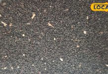 हृदय रोग में रामबाण है ये काली चीज, स्किन और अर्थराइटिस में कारगर; जानें कैसे करें सेवन – Bharat.one हिंदी