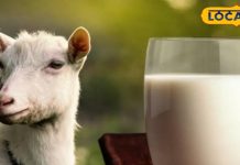 क्या सचमुच डेंगू को ठीक करता है बकरी का दूध? जानें एक्सपर्ट की राय – Bharat.one हिंदी