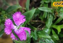 औषधीय गुणों से भरपूर है ये पोधा, कई रोगों पर भारी; जानें इसके चमत्कारी गुण – Bharat.one हिंदी