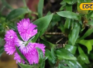 औषधीय गुणों से भरपूर है ये पोधा, कई रोगों पर भारी; जानें इसके चमत्कारी गुण – Bharat.one हिंदी