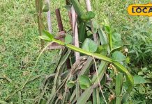 महिलाओं के लिए विशेष लाभकारी है ये पौधा, दर्द और हड्डियों के लिए फायदेमंद – Bharat.one हिंदी