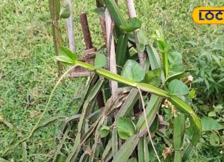 महिलाओं के लिए विशेष लाभकारी है ये पौधा, दर्द और हड्डियों के लिए फायदेमंद – Bharat.one हिंदी