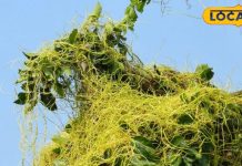 शरीर के लिए संजीवनी से कम नहीं है अमरबेल, शुगर-कोलेस्ट्रॉल का दुश्मन, घाव-दर्द में भी रामबाण – Bharat.one हिंदी