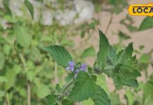 जड़ी-बूटियों की रानी है ये पत्ती, गोली-टॉनिक इसके आगे बेकार; कई बीमारियों में है रामबाण – Bharat.one हिंदी