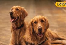 पालतू जानवर के लिए मुसीबत बन सकती है ठंड, अगर इन 5 बातों का नहीं रखा ध्यान – Bharat.one हिंदी