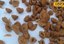 स्वाद में लाजवाब सेहत को रखें तंदुरुस्त, जानें मशरूम बड़ी बनाने की विधि – Bharat.one हिंदी