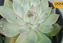 12 साल बाद खिलता है ब्रह्म कमल, फूल को देखने से बदल जाती है किस्मत