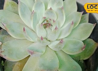 12 साल बाद खिलता है ब्रह्म कमल, फूल को देखने से बदल जाती है किस्मत