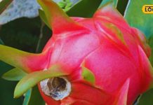 इस विदेशी फल के आगे दवाइयां भी हैं फेल, डेंगू मलेरिया में भी असरदार