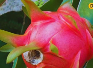 इस विदेशी फल के आगे दवाइयां भी हैं फेल, डेंगू मलेरिया में भी असरदार