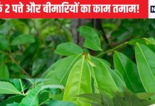 2 तरह के पत्ते और 10 बीमारियां, मिलना मुश्किल जरूर पर चबाएंगे तो सेहत को मिलेगा शुद्ध अमृत, हर अंग पर होगा असर