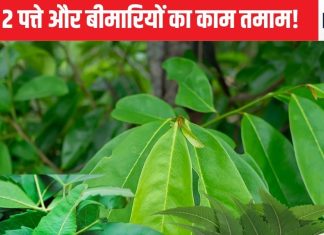 2 तरह के पत्ते और 10 बीमारियां, मिलना मुश्किल जरूर पर चबाएंगे तो सेहत को मिलेगा शुद्ध अमृत, हर अंग पर होगा असर